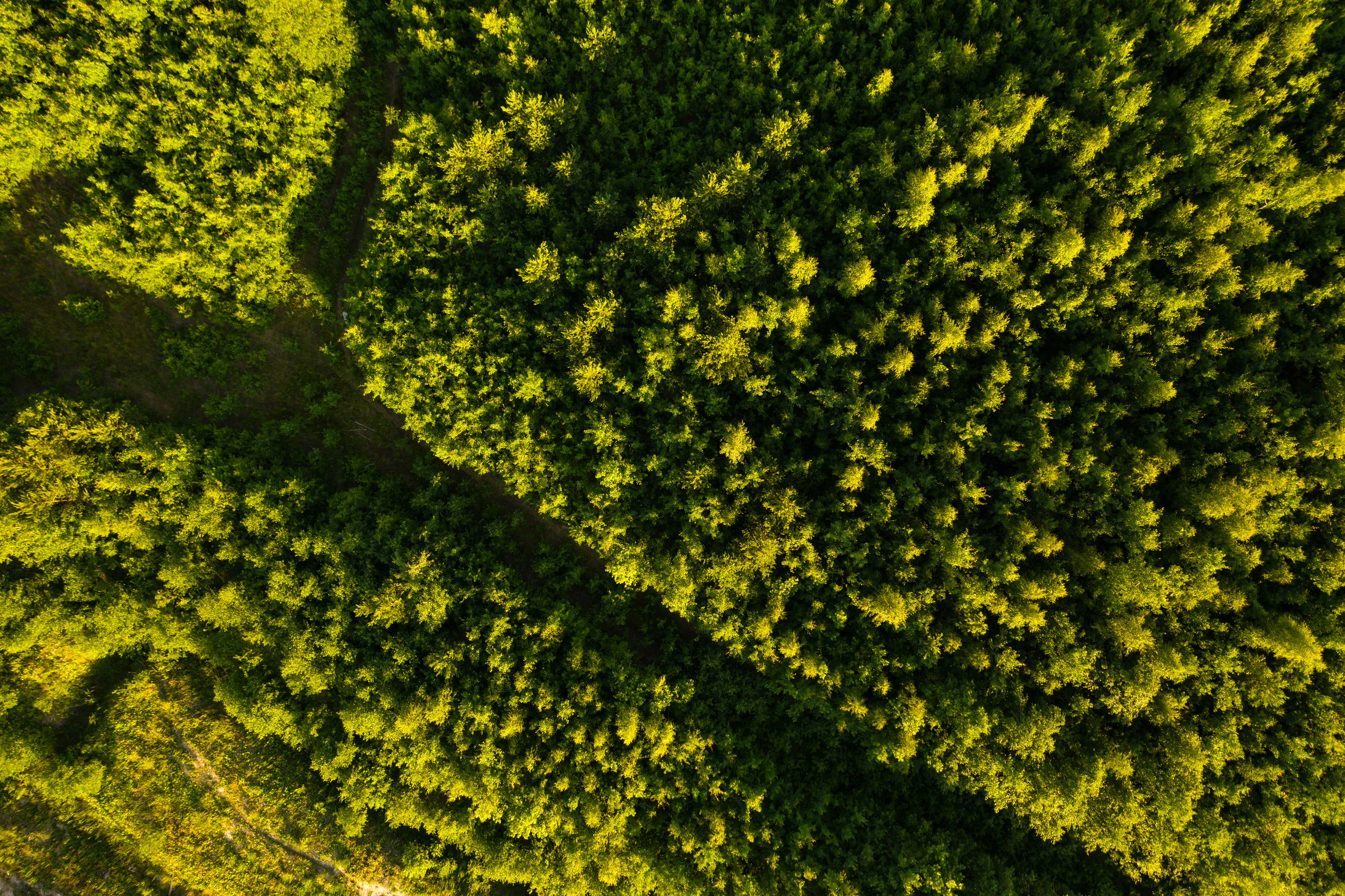 Wild nature. Aerial view from drone