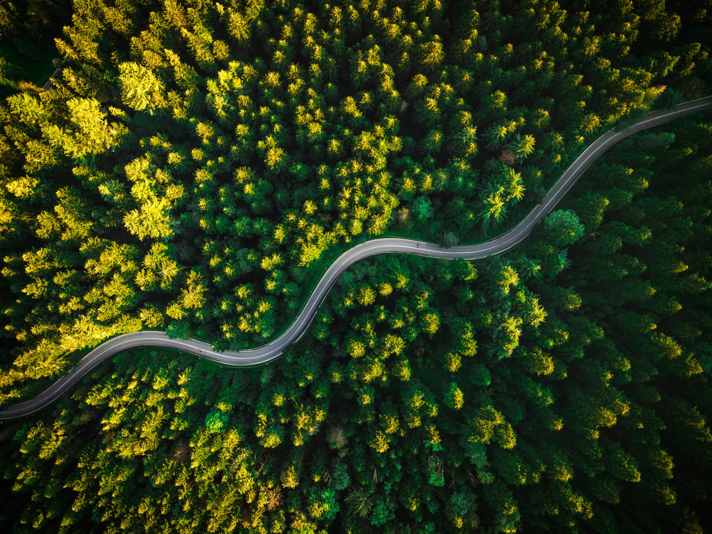 Summer Pine Forest and Winding Curvy Road